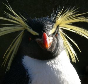 Rockhopper penguin